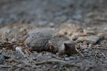 Tote Spitzmaus auf Waldweg