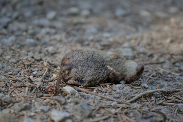 Tote Spitzmaus auf Waldweg