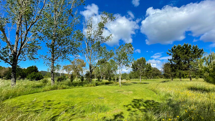 Garden and trees in a natural park, near the forest