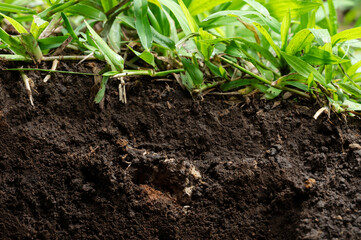 Growing grass from brown soil