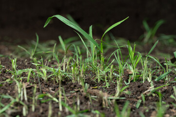 Growing green grass plant