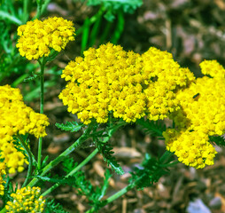 Yarrow flowers or Achillea filipendulina on a natural green background © Nataliia