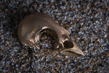 Birds skull in sand. Concept of archaeology.