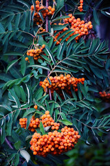 Rowan berries, Mountain ash (Sorbus) tree with ripe