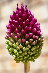 Close up of a blooming galic ball.