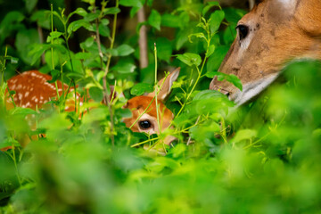 A white tailed deer fawn hanging close to his mother.