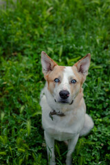 Dog in the grass.