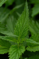 Stinging nettle. Green background of nettle leaves in closeup.