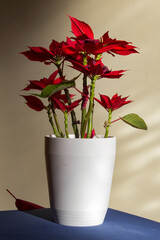 Detalhe de planta da época de natal em vaso de cerâmica branco.