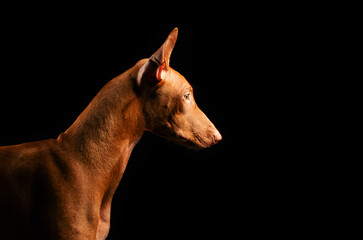 pharaoh dog beautiful pet portrait on a black background in the studio