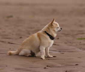 dog on the beach