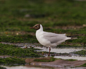 black headed gull