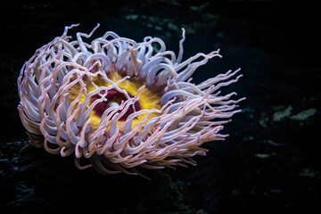 Sea anemone on the coral reef