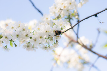Bumblebee Collecting Pollen on Spring Blossoms
