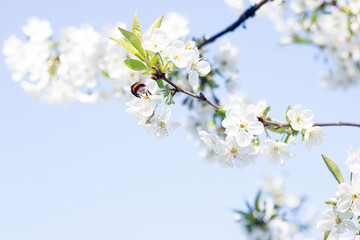 Bumblebee Pollinating White Cherry Blossoms on a Sunny Day