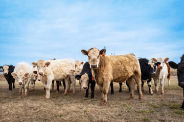 Obraz premium Curious Cows Looking into the Camera