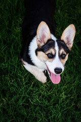 Cute & Happy Corgi Puppy