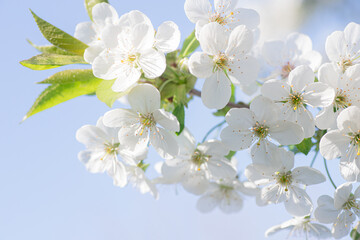 Close Up Of White Cherry Blossoms In Bloom Against A Blue Sky