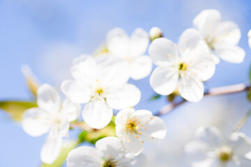 Close-Up of Delicate White Blossoms Against a Blue Sky on a Sunny Day
