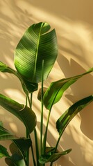 Green tropical plant leaves with shadows on a yellow background