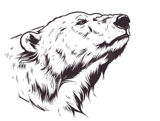 Obraz premium A polar bear with a black nose and white fur