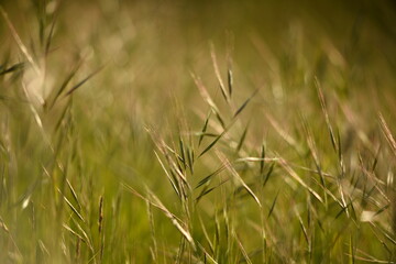 tall grass