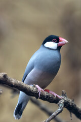 Java Sparrow (Padda oryzivora) - Commonly Found in Java, Bali, and Bawean in Indonesia