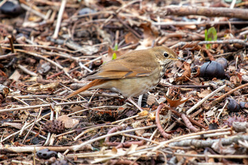 Hermit Thrush (Catharus guttatus) - Commonly Found in North America