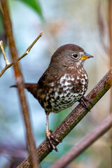 Fox Sparrow (Passerella iliaca) - Commonly Found in North America