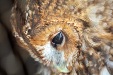 Obraz premium Tawny Owl (Strix aluco) - Commonly Found in Europe, North Africa, and Western Asia