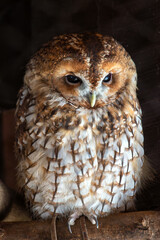 Tawny Owl (Strix aluco) - Commonly Found in Europe, North Africa, and Western Asia