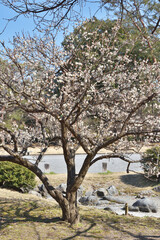 京都御苑の梅