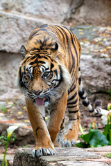 Sumatran Tiger (Panthera tigris sumatrae) - Commonly Found in Sumatra, Indonesia
