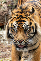Sumatran Tiger (Panthera tigris sumatrae) - Commonly Found in Sumatra, Indonesia