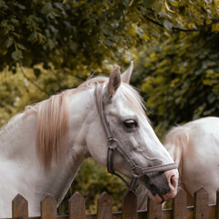 Fototapeta premium Horse headshot