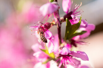A Busy Bee Gathering Pollen From Pink Peach Blossoms in Spring