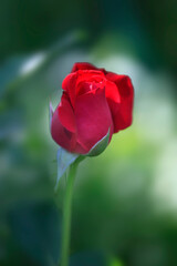 Fototapeta premium Colorful roses in summer garden