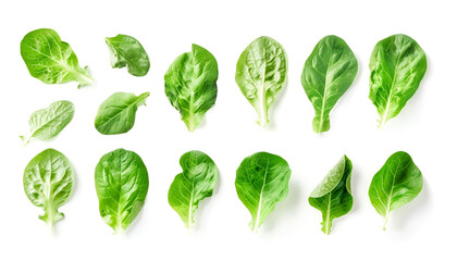 Fototapeta premium Set with leaves of butter lettuce isolated on white