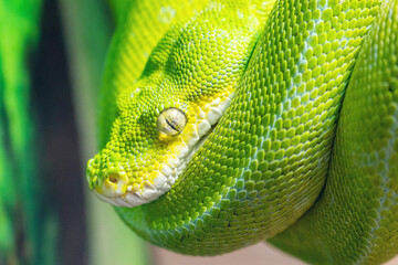 Green tree python Morelia viridis curled up sitting on a branch in natural environment