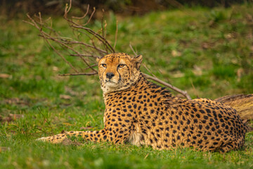 cheetah resting on green grass, very close eye contact.