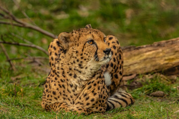 cheetah resting on green grass, very close eye contact.
