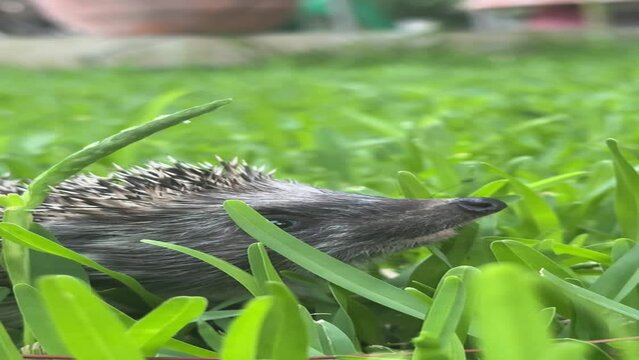 An adult, beautiful mini hedgehog (Erinaceus europaeus, Erinaceomorpha) is among the green grass in the garden. Close-up shot