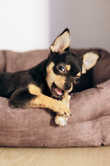 A Chihuahua dog sits in a booth and chews on a bone.