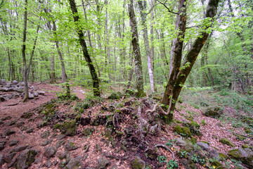 Beautiful and awesome Beech tree forest landscape on a volcanic ground in Olot, Girona