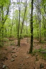 Beautiful and awesome Beech tree forest landscape on a volcanic ground in Olot, Girona