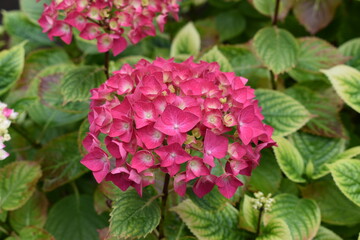 Japanese big bell in full bloom with green leaves