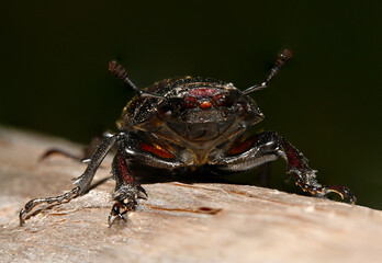 Hirschkäfer weibchen