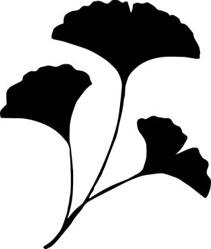 Ginkgo biloba leaves. Hand drawn leaves.