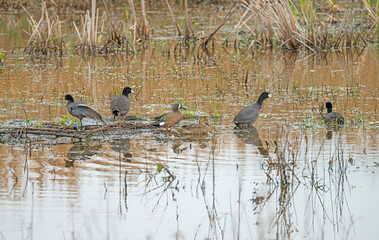 Coots and Teals in a Wetland Pond