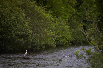 Irish crane hunting on the river